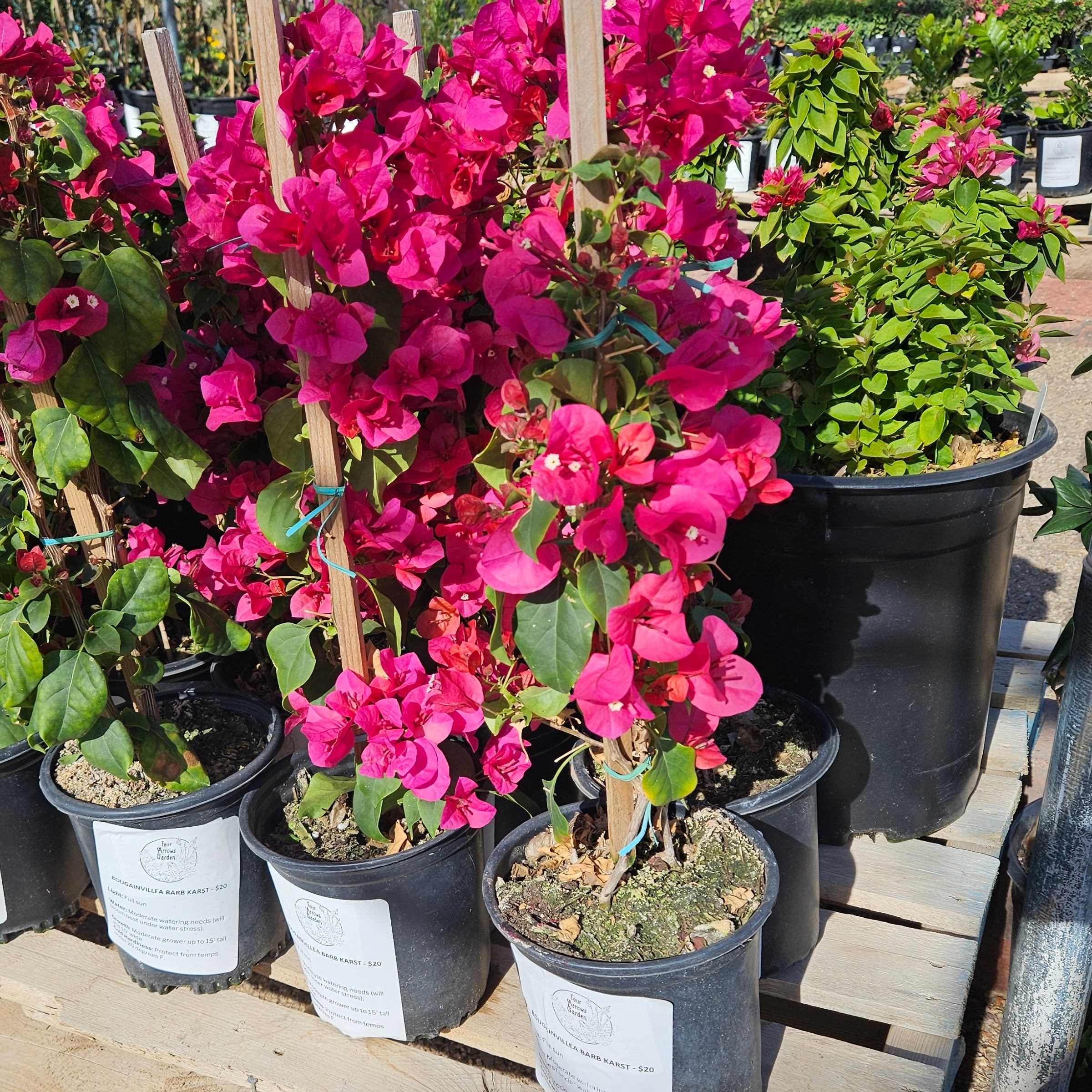 Buy a Bougainvillea Barbara Karst in Tucson | Four Arrows Garden