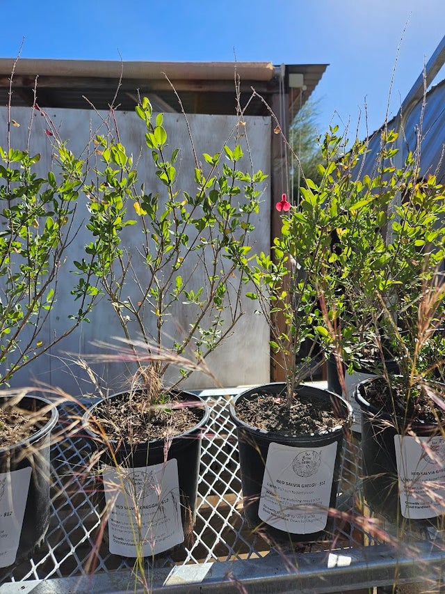 Shop Online | Four Arrows Garden