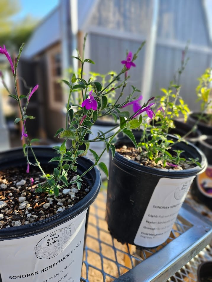 Buy Sonoran Honeysuckle in Tucson | Four Arrows Garden