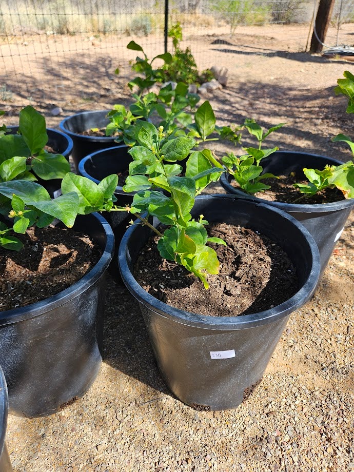 Buy an Arabian Jasmine in Tucson at Four Arrows Garden | Four Arrows Garden
