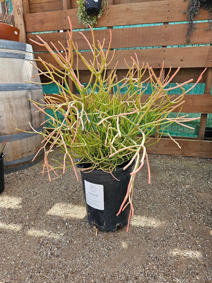 Buy Fire Stick Succulents in Tucson | Four Arrows Garden