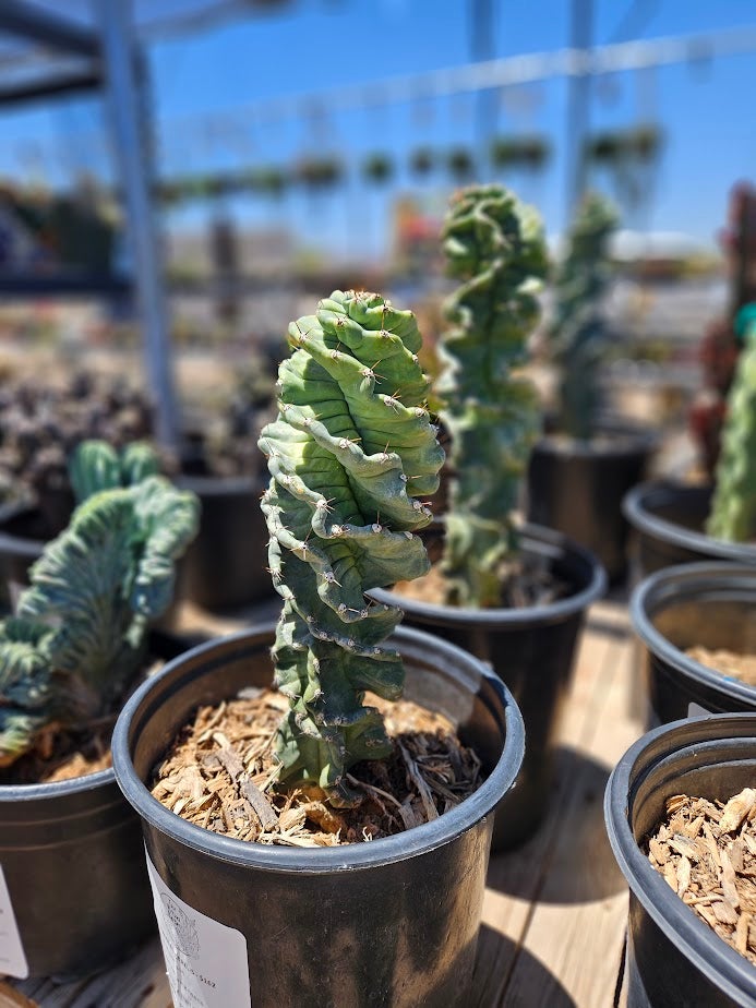 Buy a Cereus forbesii 'Spiralis' in Tucson | Four Arrows Garden