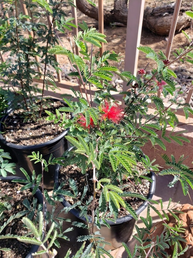 better plant sciences pleite PLANT!T