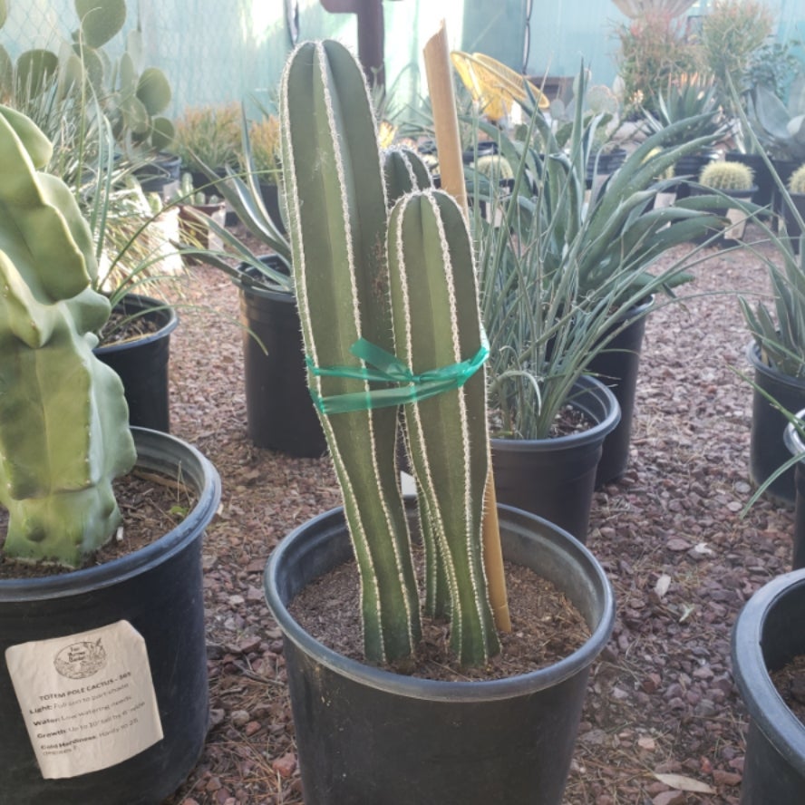 Buy a Mexican Fencepost Cactus in Tucson | Four Arrows Garden