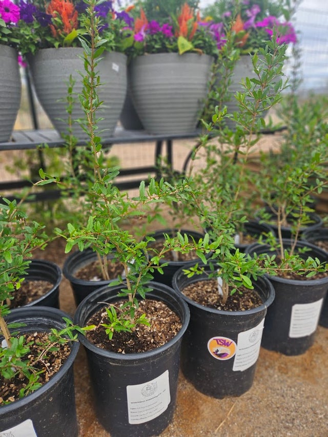 クリーブランド Shop Online | Four Arrows Garden