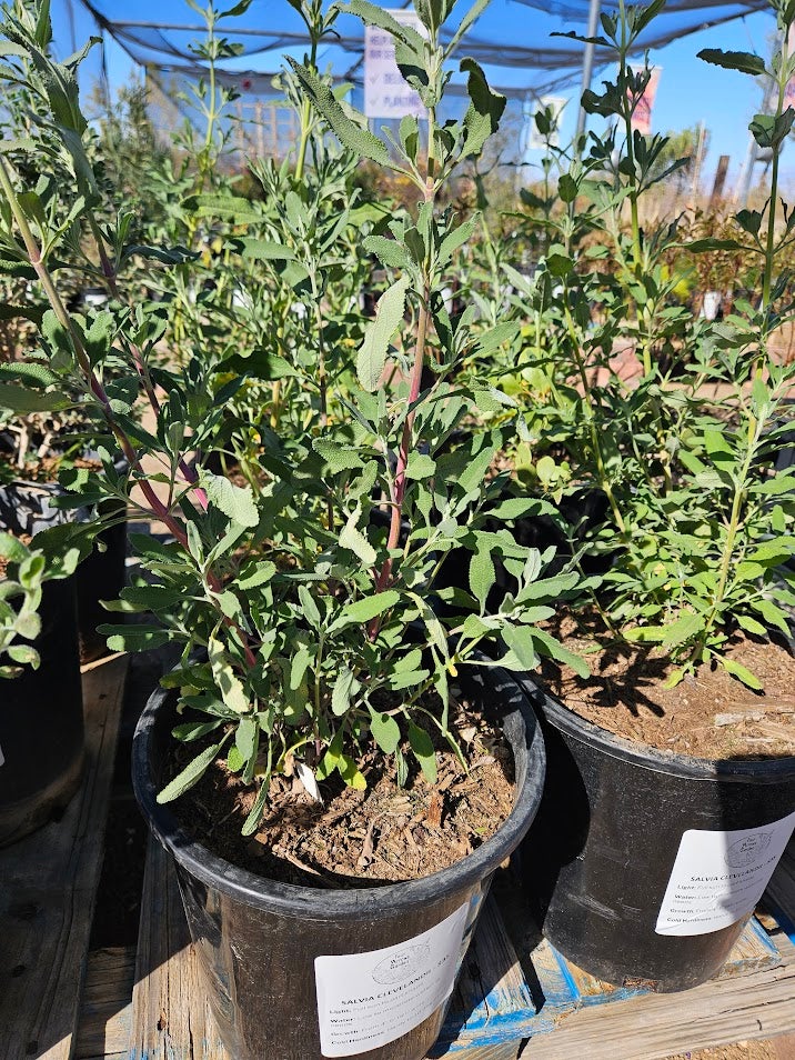 Buy Salvia Clevelandii in Tucson | Four Arrows Garden