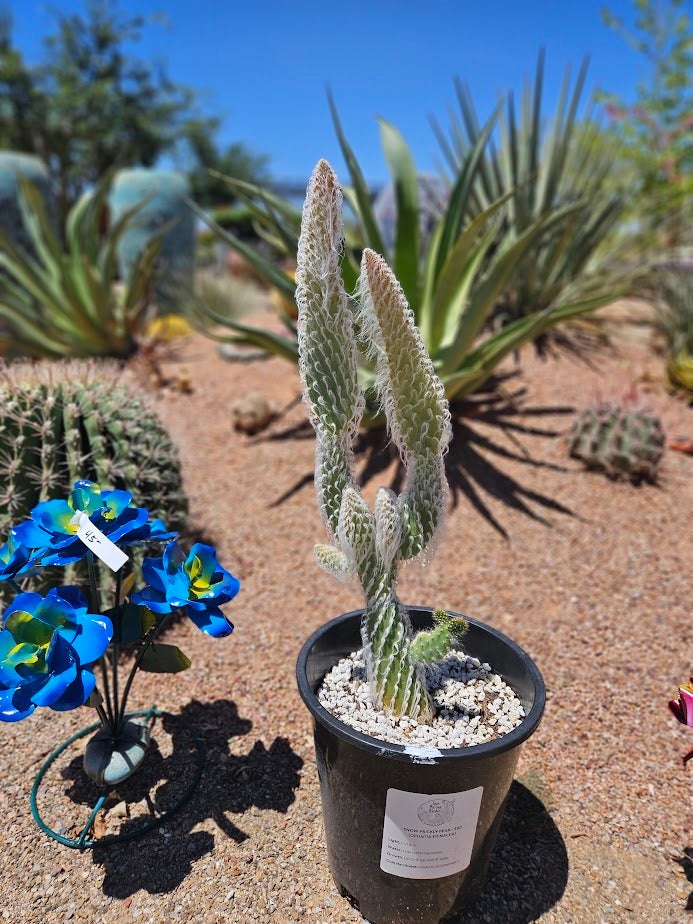 Buy a Snow Prickly Pear Cactus in Tucson | Four Arrows Garden