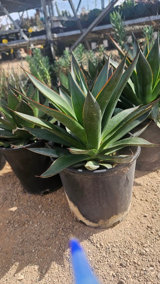 Buy a Blue Glow Agave in Tucson | Four Arrows Garden
