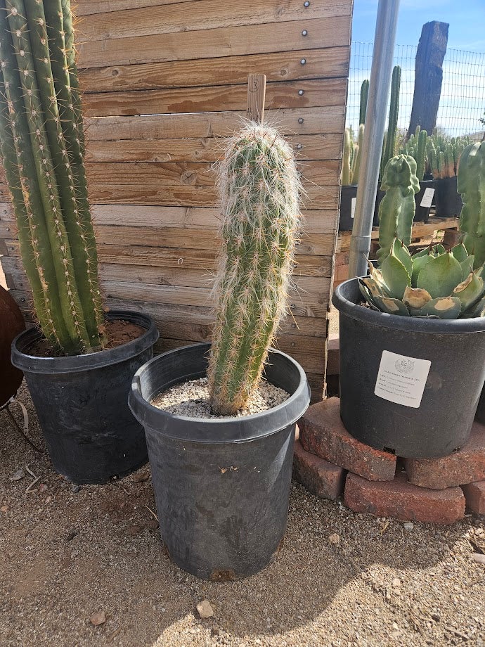 Buy an Old Man of the Andes Cactus in Tucson | Four Arrows Garden