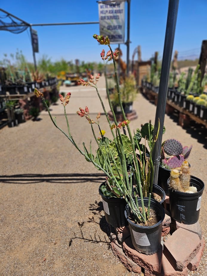 Buy a Big Leaf Lady Slipper Plant in Tucson | Four Arrows Garden