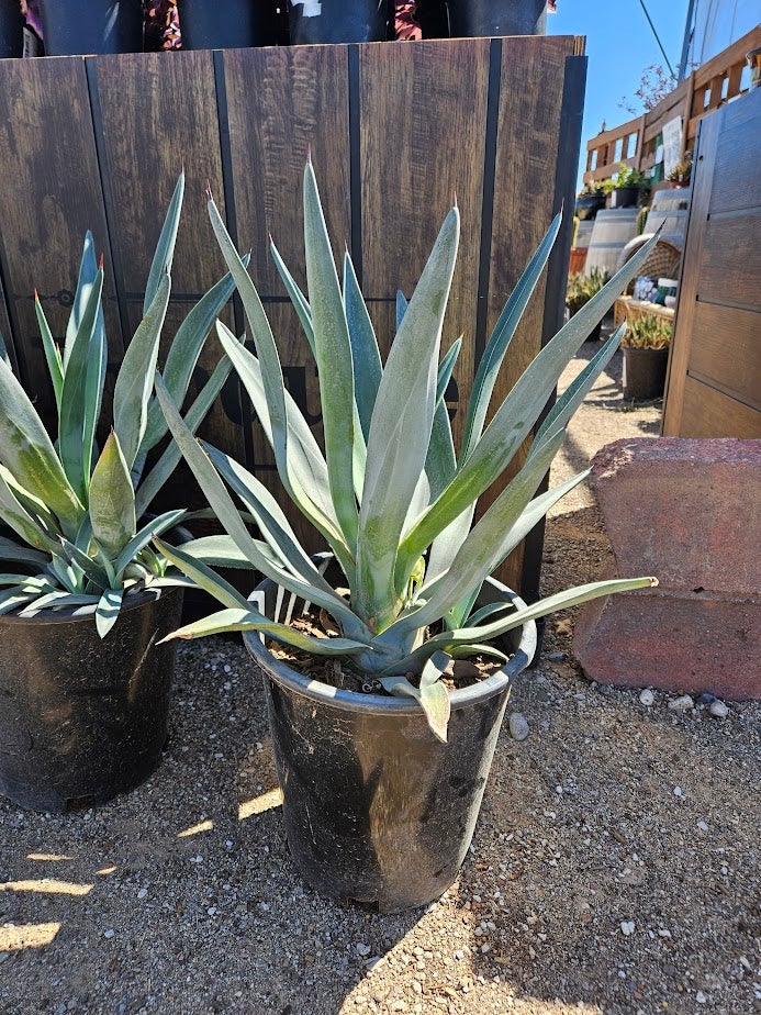 Buy a Murpheyi Agave in Tucson | Four Arrows Garden