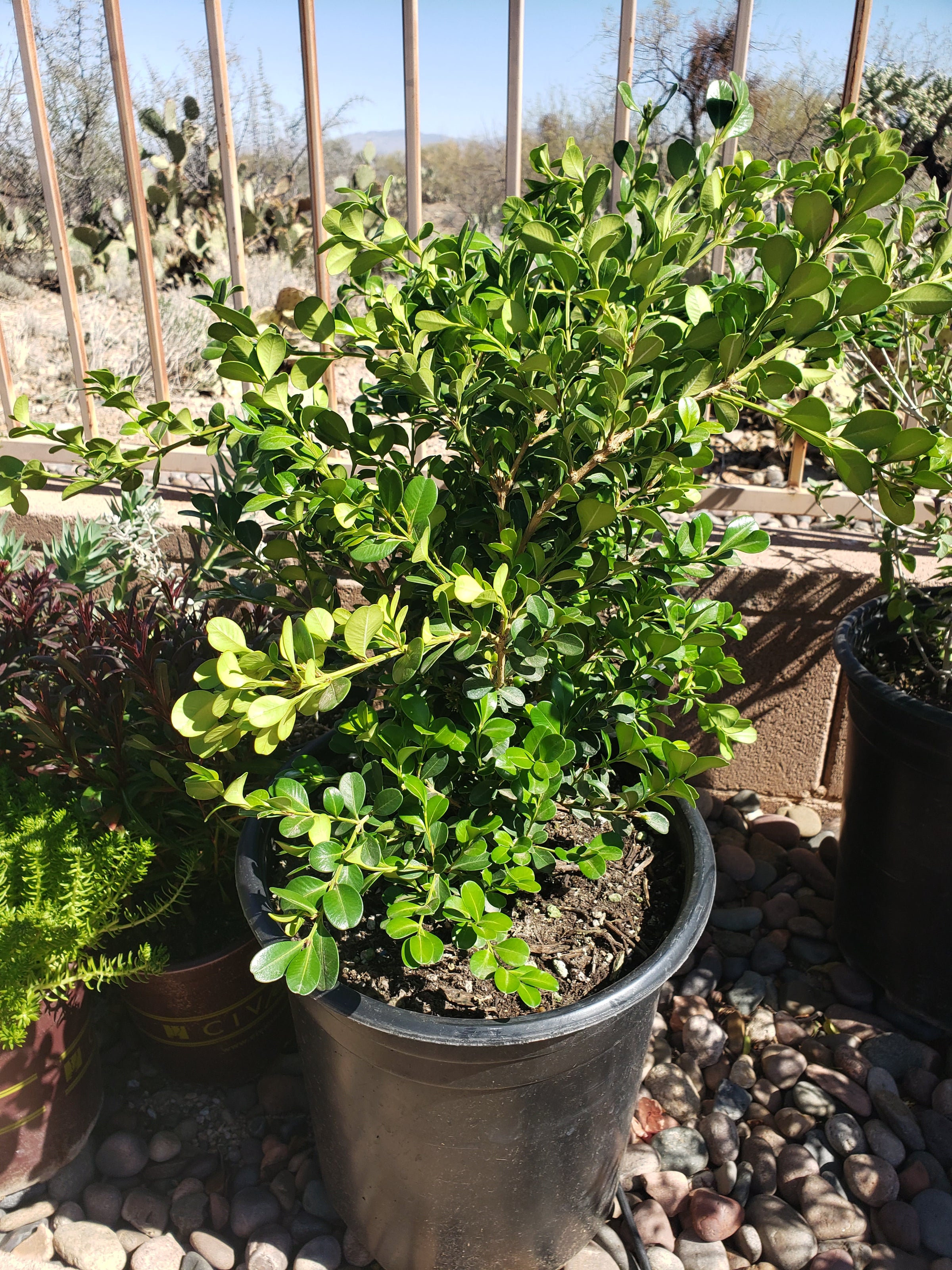Buy a Japanese Boxwood in Tucson | Four Arrows Garden