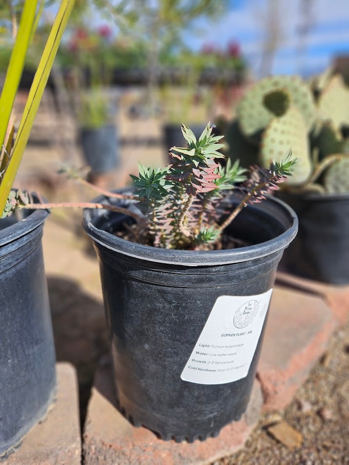 Euphorbia Rigida Gopher Plant
