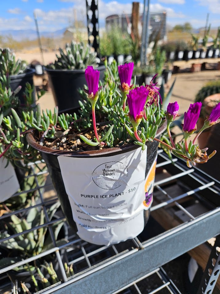 Buy a Purple Ice Plant in Tucson | Four Arrows Garden