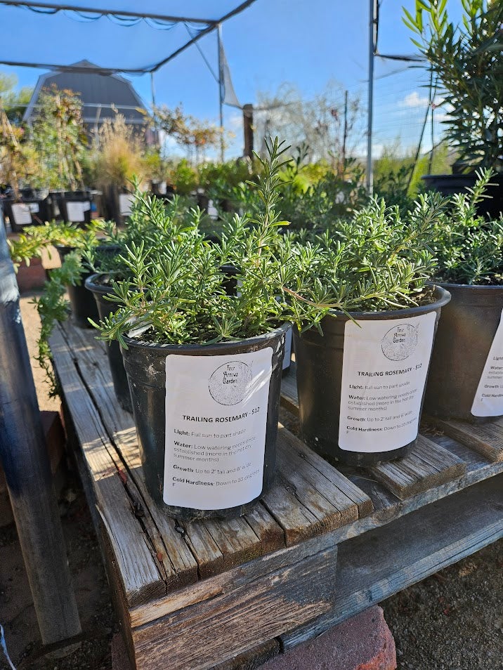 Buy Trailing Rosemary in Tucson | Four Arrows Garden