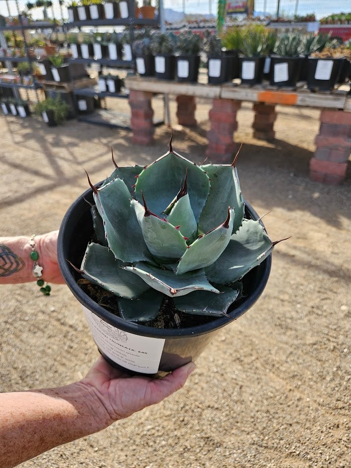 Buy an Artichoke Agave in Tucson | Four Arrows Garden