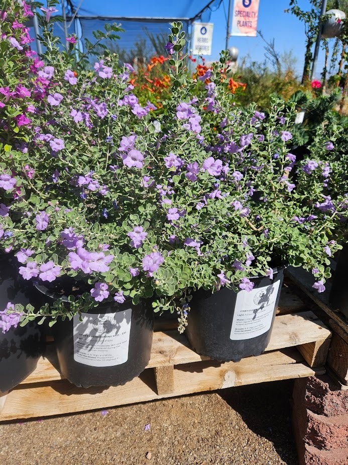 Buy Lynn's Everblooming Sage in Tucson | Four Arrows Garden