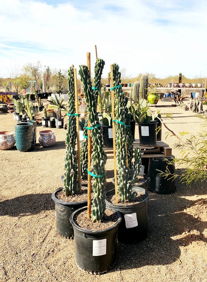 Buy a Cereus Peruvian Monstrose Cactus in Tucson | Four Arrows Garden