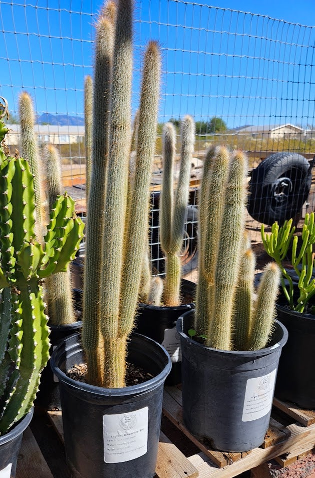 Buy a Silver Torch Cactus in Tucson | Four Arrows Garden
