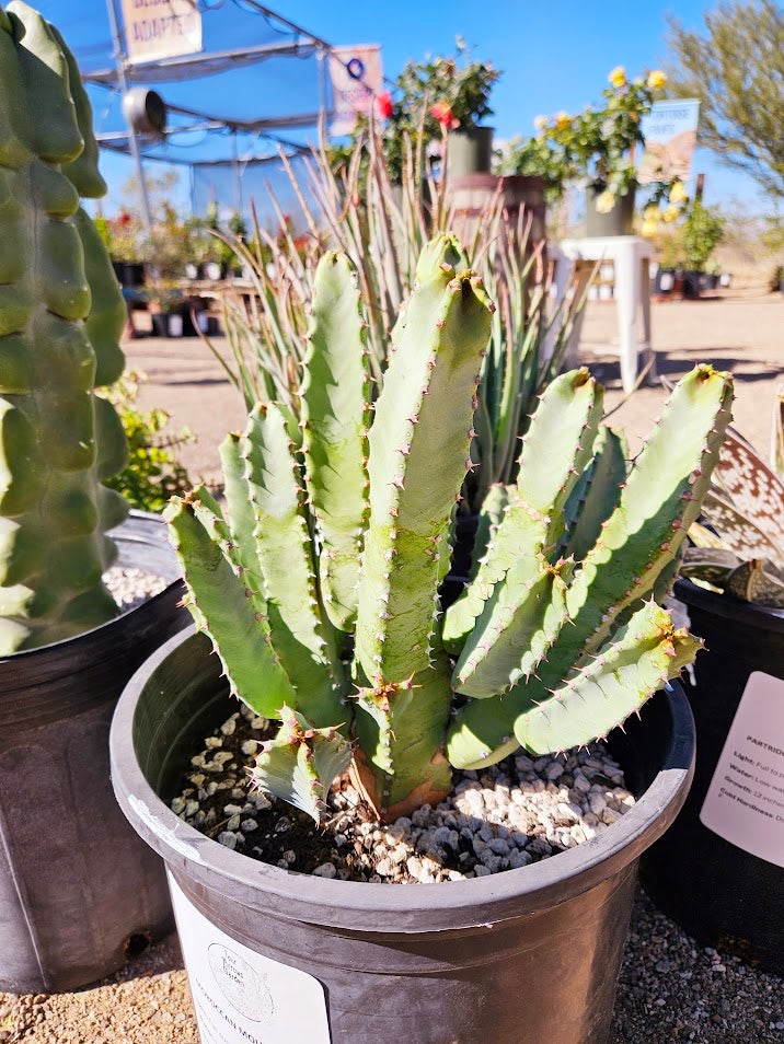 Buy a Moroccan Mound in Tucson | Four Arrows Garden