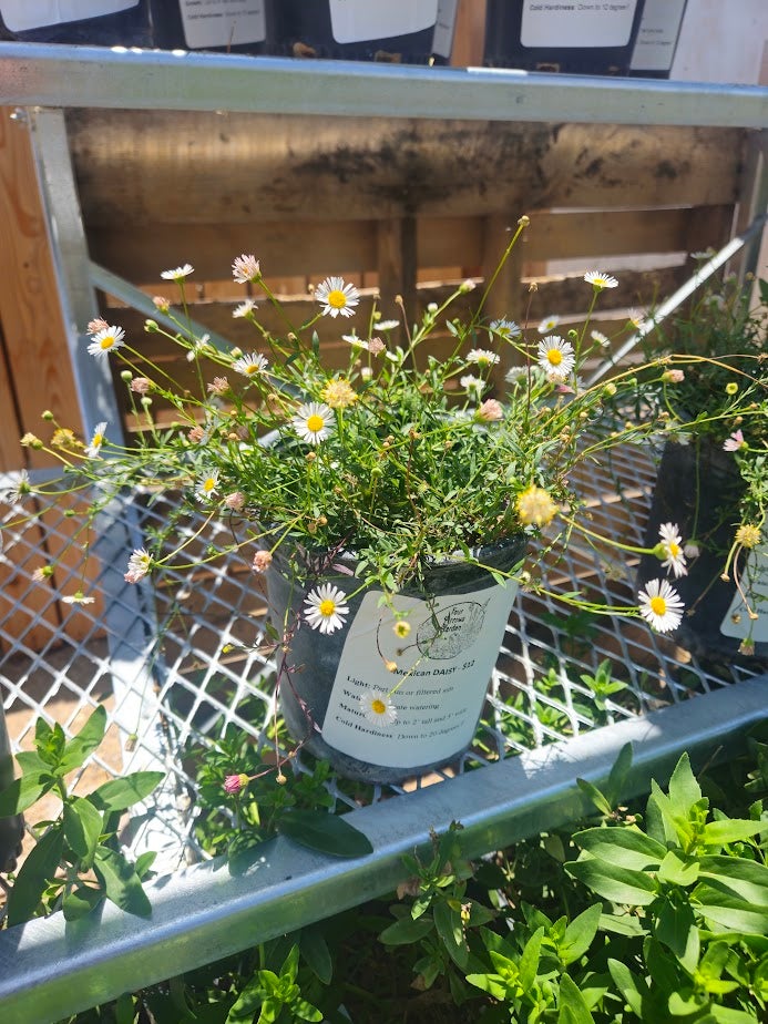 buy-a-mexican-daisy-in-tucson-four-arrows-garden