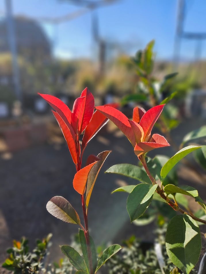 Buy a Red Tip Photinia in Tucson | Four Arrows Garden