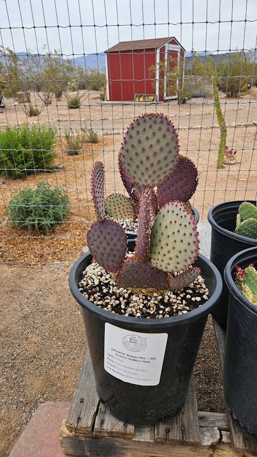 Buy Beaver Rita Prickly Pear Cactus in Tucson | Four Arrows Garden