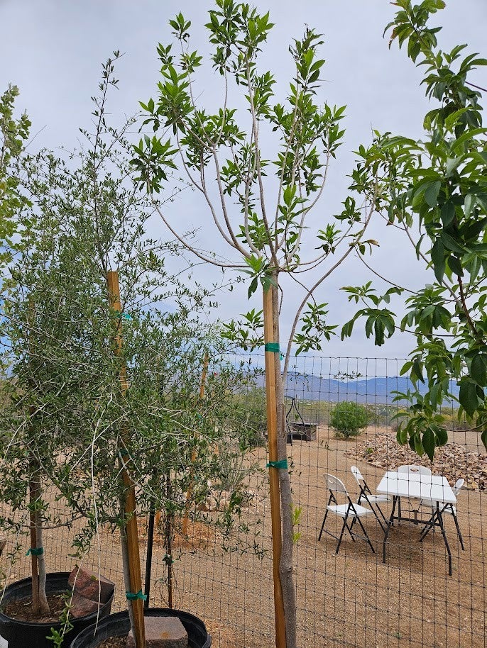 Buy a Chitalpa Tree in Tucson | Four Arrows Garden