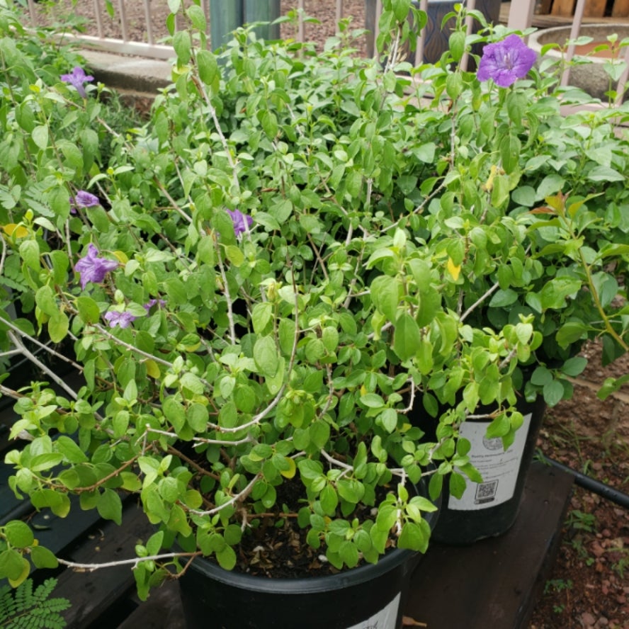 Baja Ruellea Buy a Ruellia Peninsularis in Tucson | Four Arrows Garden